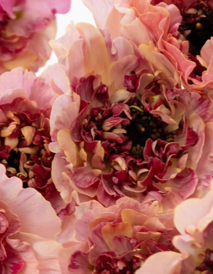 Ranunculus asiaticus ’Chaltte smoky salmon’ 7 Bulbs