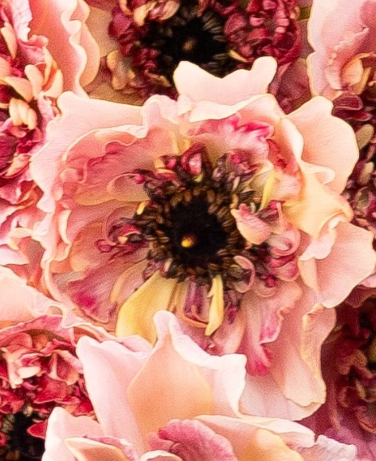 Ranunculus asiaticus ’Chaltte smoky salmon’ 7 Bulbs
