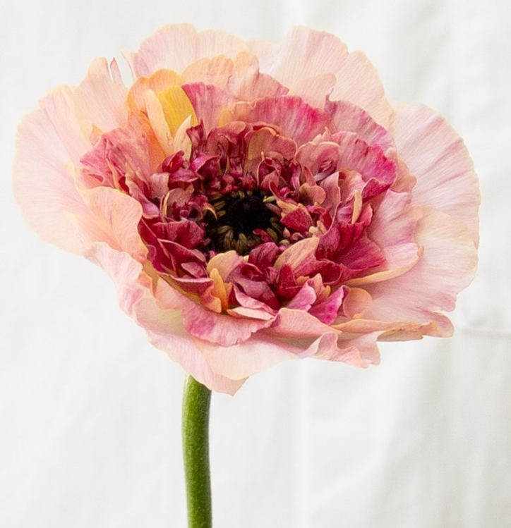 Ranunculus asiaticus ’Chaltte smoky salmon’ 7 Bulbs