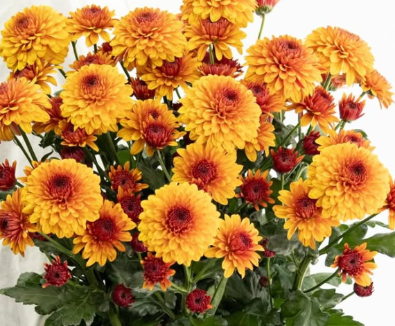 Chrysanthemum morifolium ’Burano dark orange’ 100 Seeds
