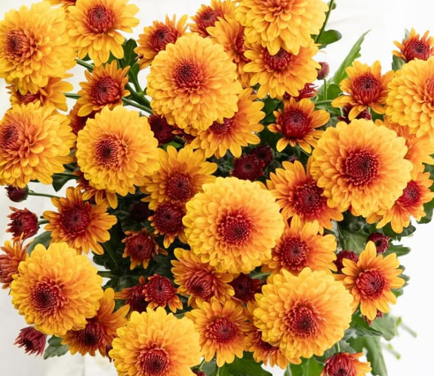 Chrysanthemum morifolium ’Burano dark orange’ 100 Seeds