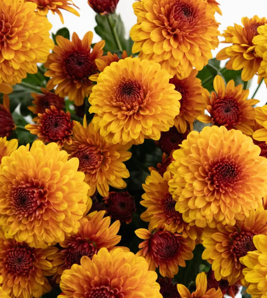 Chrysanthemum morifolium ’Burano dark orange’ 100 Seeds
