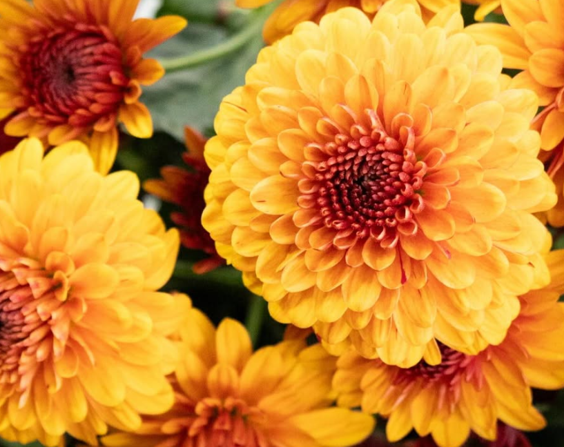 Chrysanthemum morifolium ’Burano dark orange’ 100 Seeds