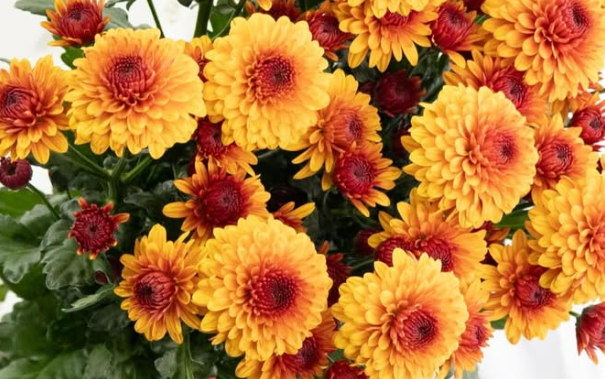 Chrysanthemum morifolium ’Burano dark orange’ 100 Seeds