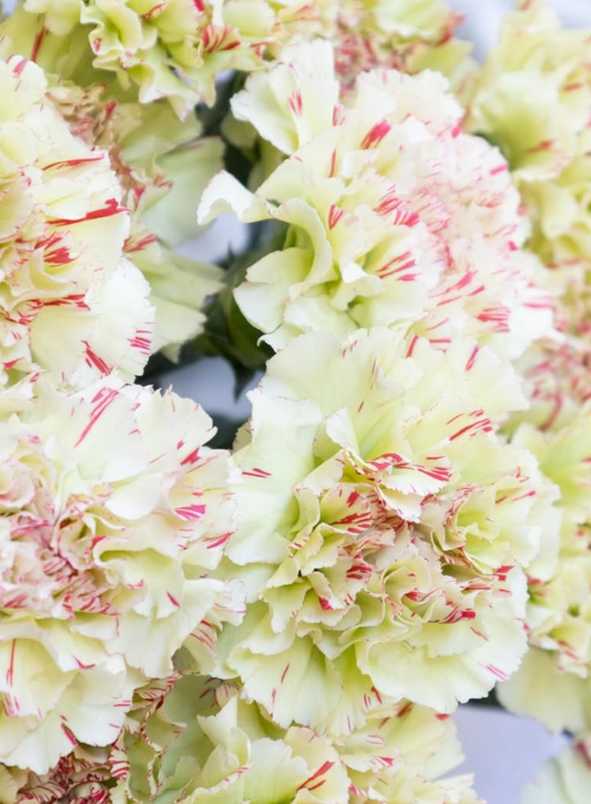 Dianthus caryophyllus ’Mochi’ 100 Seeds