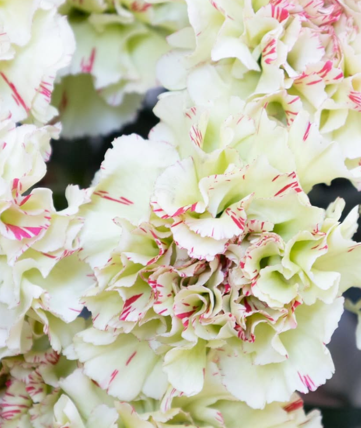 Dianthus caryophyllus ’Mochi’ 100 Seeds