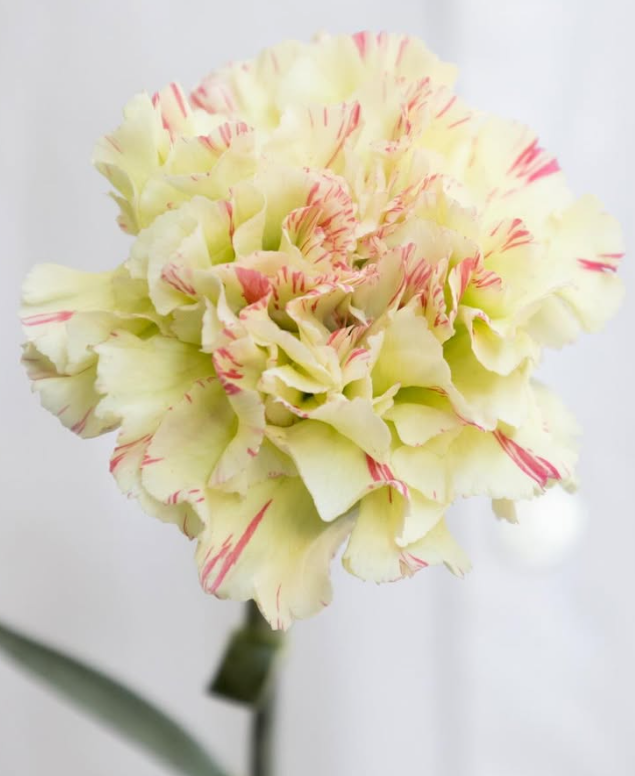 Dianthus caryophyllus ’Mochi’ 100 Seeds