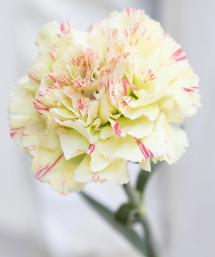 Dianthus caryophyllus ’Mochi’ 100 Seeds