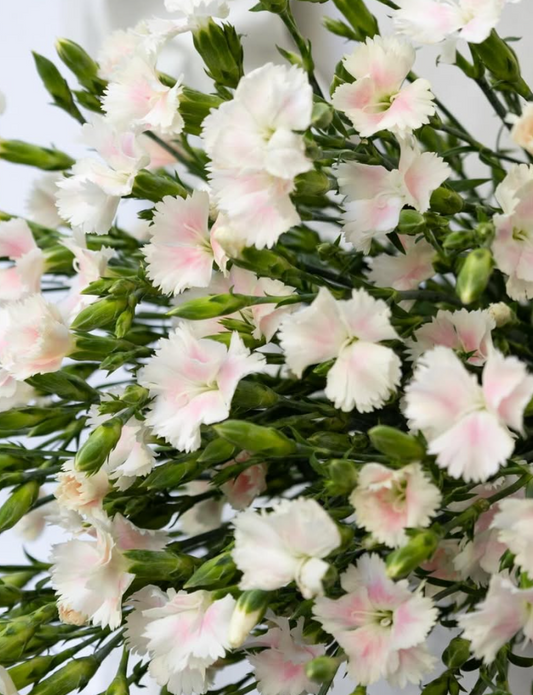 Dianthus caryophyllus Pink Nadeshiko 100 Seeds