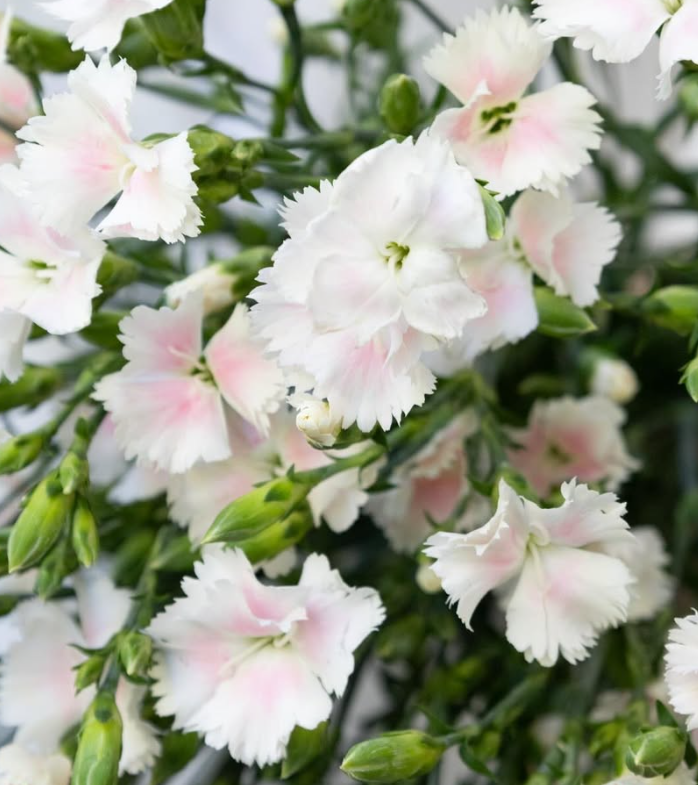 Dianthus caryophyllus Pink Nadeshiko 100 Seeds