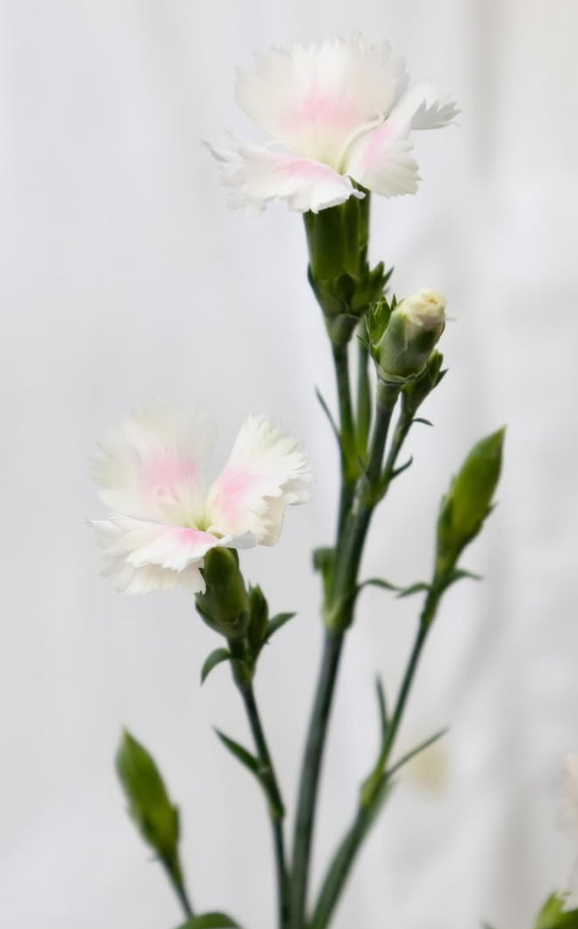 Dianthus caryophyllus Pink Nadeshiko 100 Seeds
