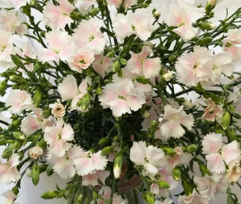 Dianthus caryophyllus Pink Nadeshiko 100 Seeds