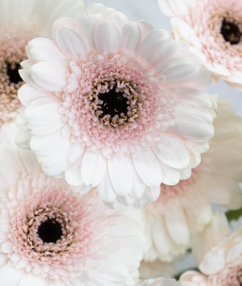 Gerbera ’Kokomo’ 50 Seeds