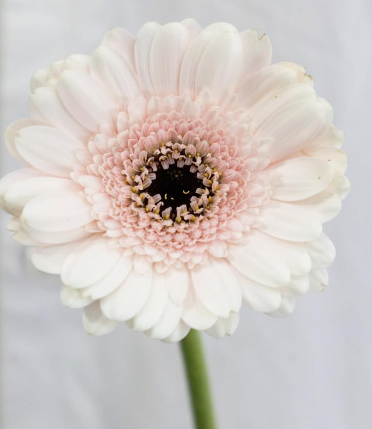 Gerbera ’Kokomo’ 50 Seeds