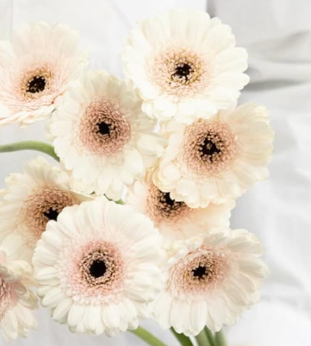 Gerbera ’Kokomo’ 50 Seeds