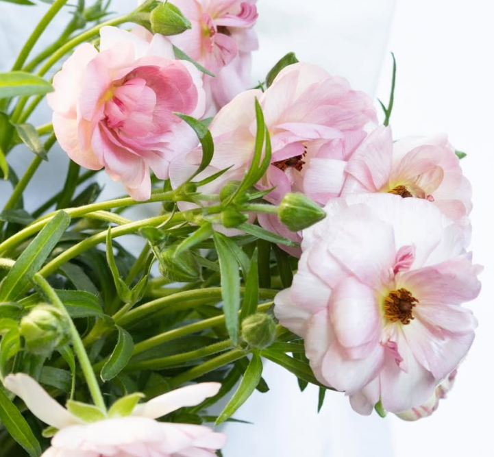 Ranunculus asiaticus ’Lux Venus’ 7 Bulbs