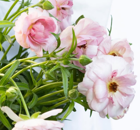 Ranunculus asiaticus ’Lux Venus’ 7 Bulbs