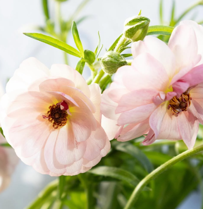 Ranunculus asiaticus ’Lux Venus’ 7 Bulbs