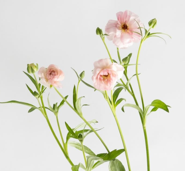 Ranunculus asiaticus ’Lux Venus’ 7 Bulbs