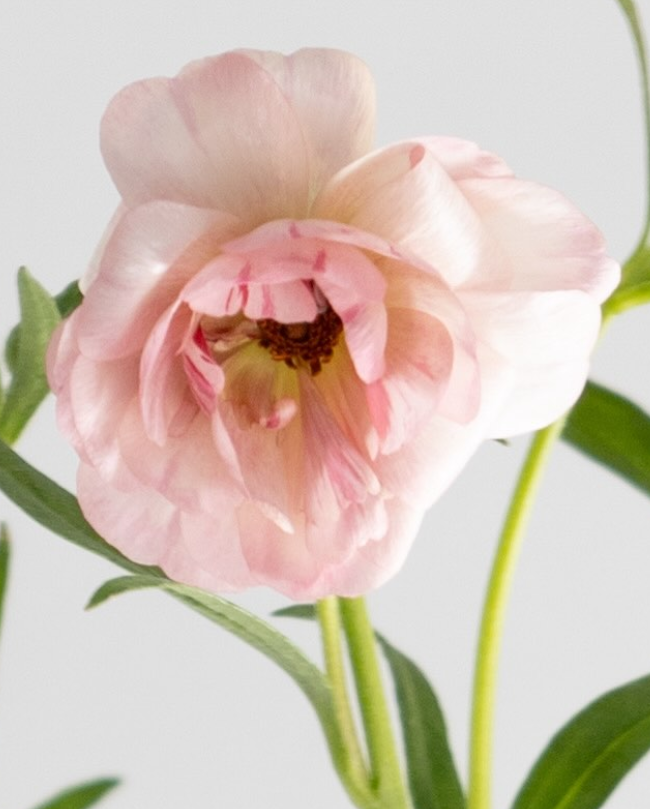 Ranunculus asiaticus ’Lux Venus’ 7 Bulbs
