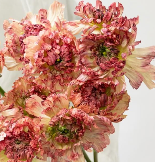 Ranunculus asiaticus ’Pheromones’ 7 Bulbs