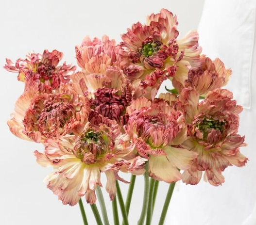 Ranunculus asiaticus ’Pheromones’ 7 Bulbs