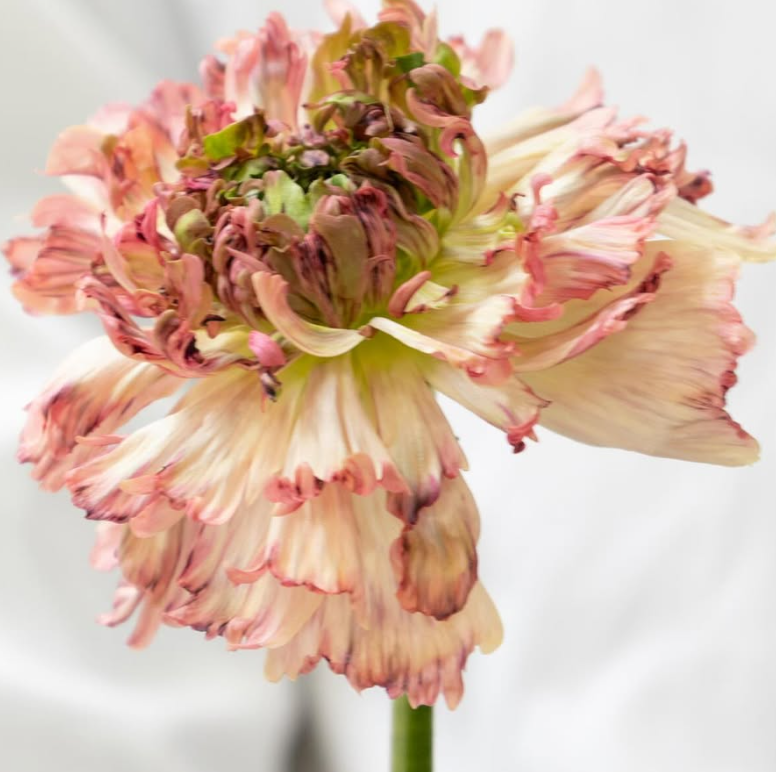 Ranunculus asiaticus ’Pheromones’ 7 Bulbs