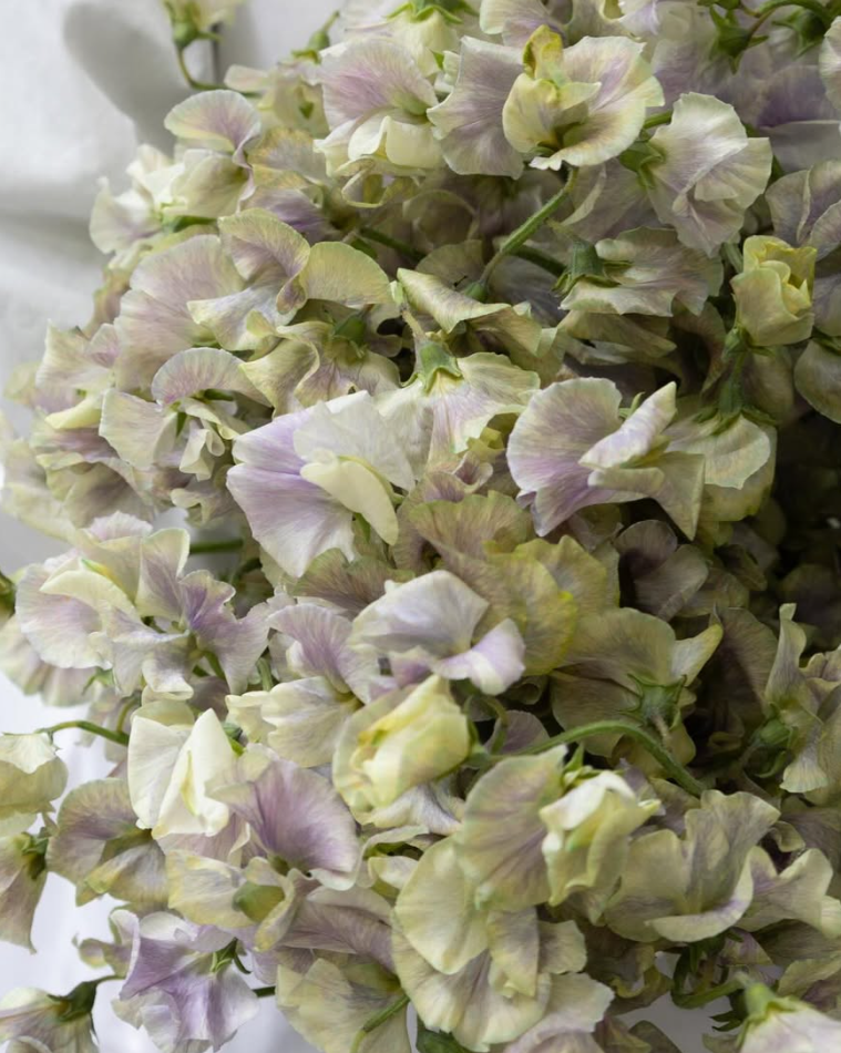 Lathyrus odoratus ( sweet pea ) Japan Series 'Haruku' 20 Seeds