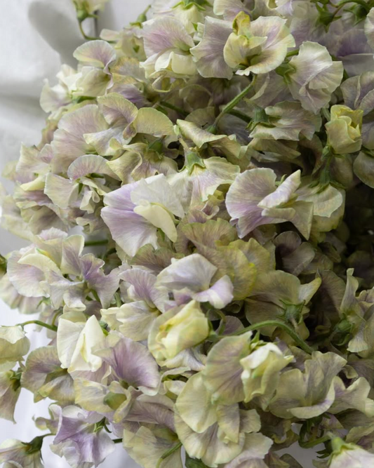 Lathyrus odoratus ( sweet pea ) Japan Series 'Haruku' 20 Seeds