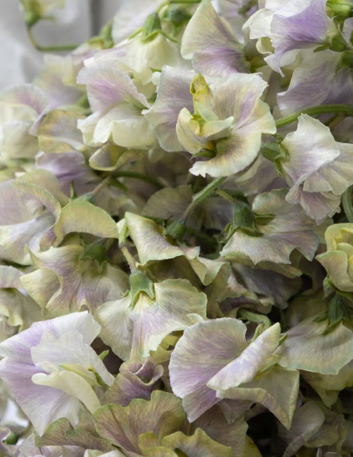 Lathyrus odoratus ( sweet pea ) Japan Series 'Haruku' 20 Seeds