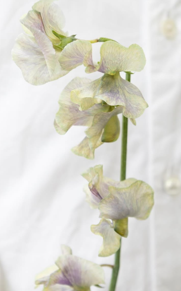 Lathyrus odoratus ( sweet pea ) Japan Series 'Haruku' 20 Seeds