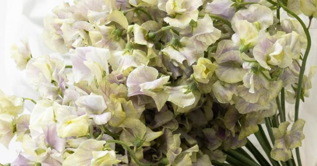 Lathyrus odoratus ( sweet pea ) Japan Series 'Haruku' 20 Seeds