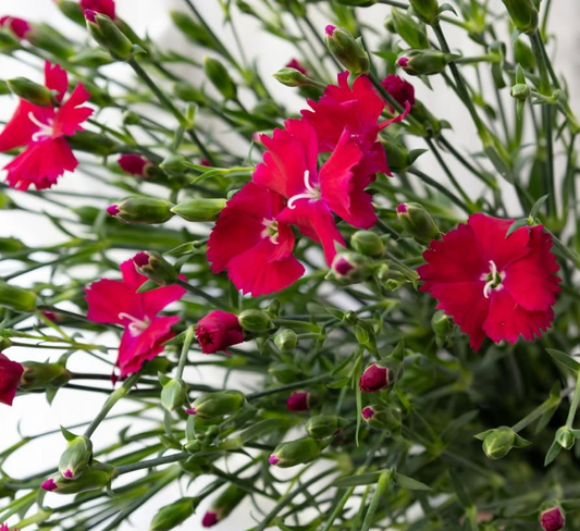 Dianthus ’Magenta’ 100 Seeds