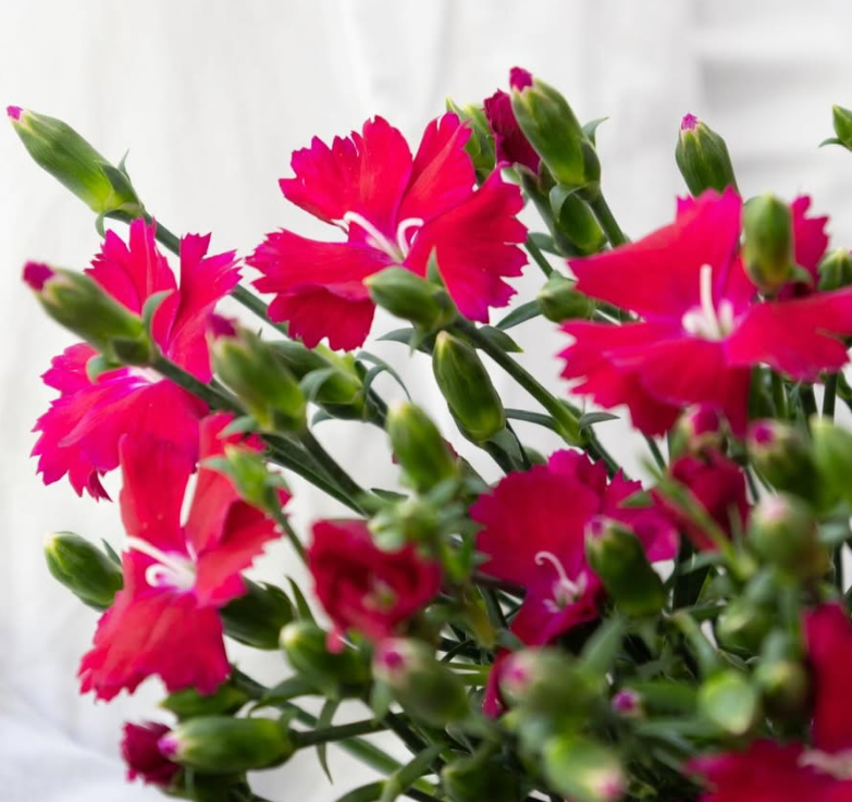 Dianthus ’Magenta’ 100 Seeds