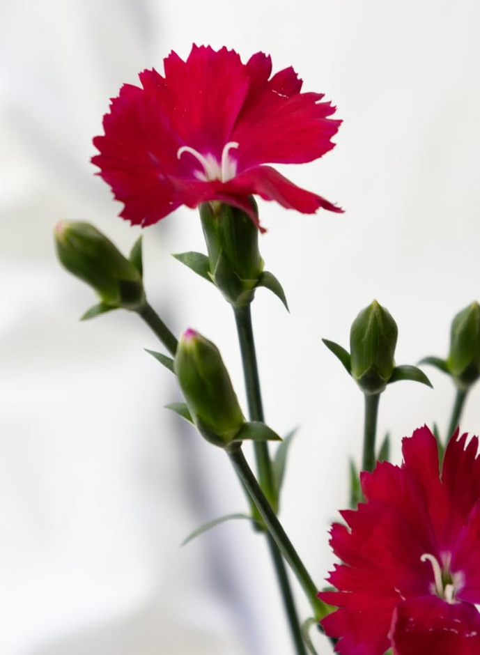 Dianthus ’Magenta’ 100 Seeds