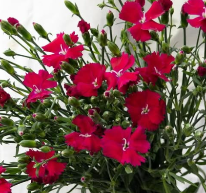 Dianthus ’Magenta’ 100 Seeds