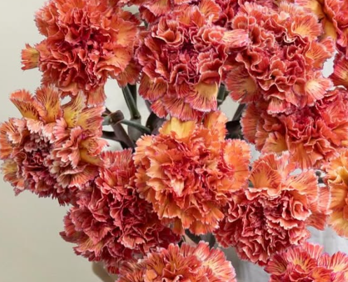 Dianthus caryophyllus ’Red scene’ 100 Seeds
