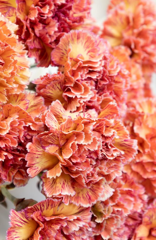 Dianthus caryophyllus ’Red scene’ 100 Seeds