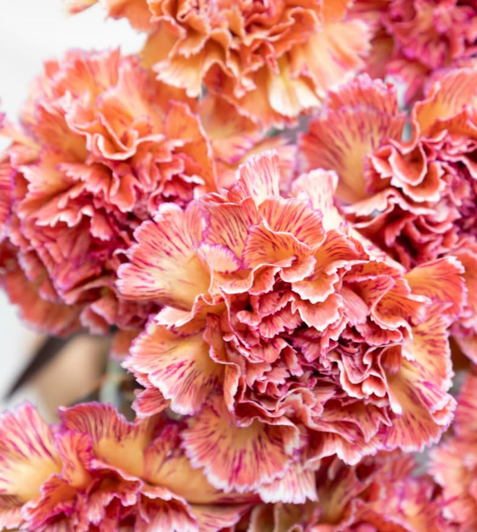 Dianthus caryophyllus ’Red scene’ 100 Seeds