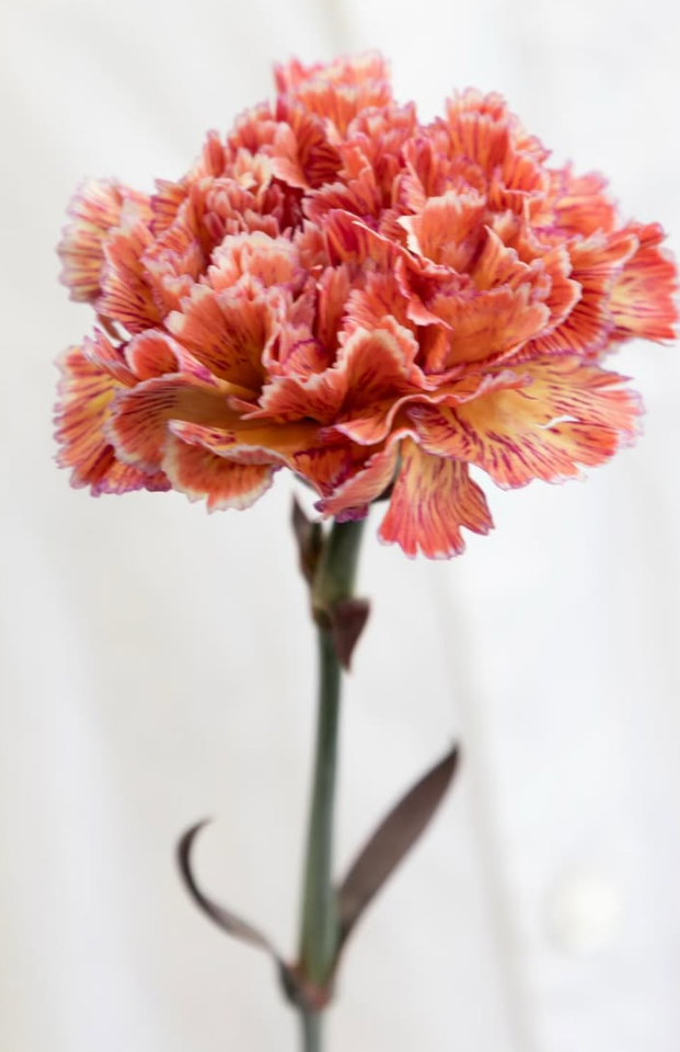 Dianthus caryophyllus ’Red scene’ 100 Seeds