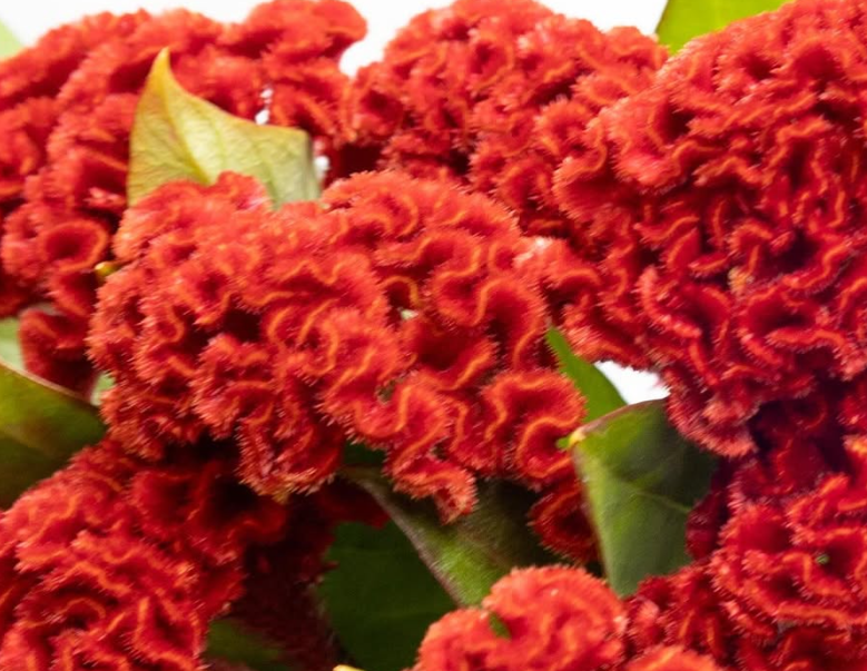 Celosia argentea ’Act diva’ 60 Seeds