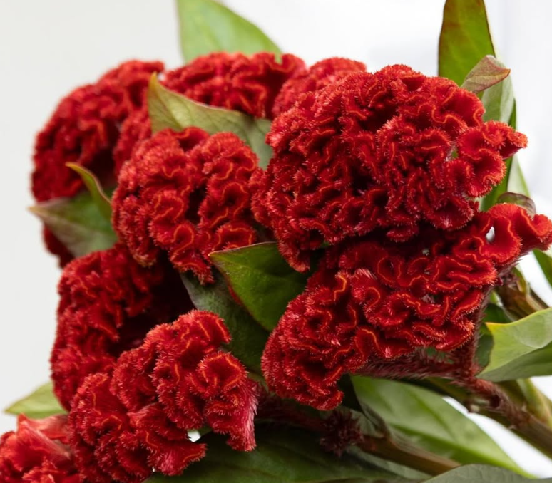 Celosia argentea ’Act diva’ 60 Seeds