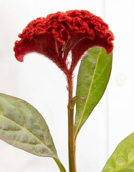 Celosia argentea ’Act diva’ 60 Seeds