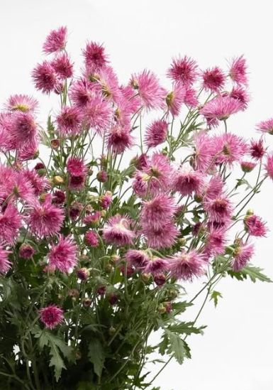 Chrysanthemum grandiflorum cv. Saga ’Kurenai’ 100 Seeds