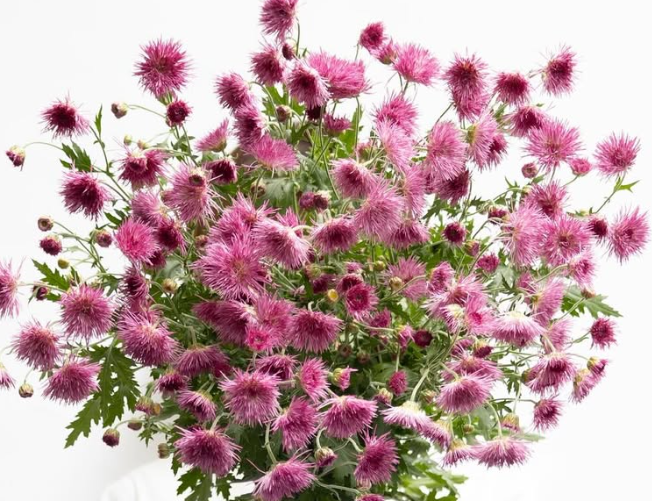 Chrysanthemum grandiflorum cv. Saga ’Kurenai’ 100 Seeds