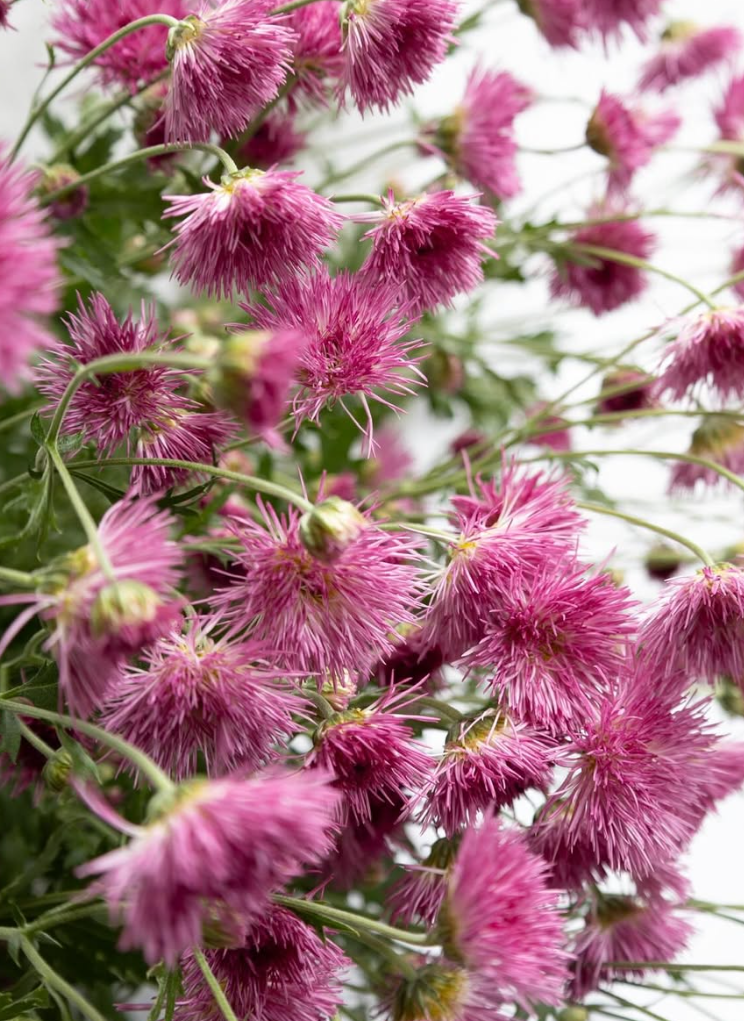Chrysanthemum grandiflorum cv. Saga ’Kurenai’ 100 Seeds