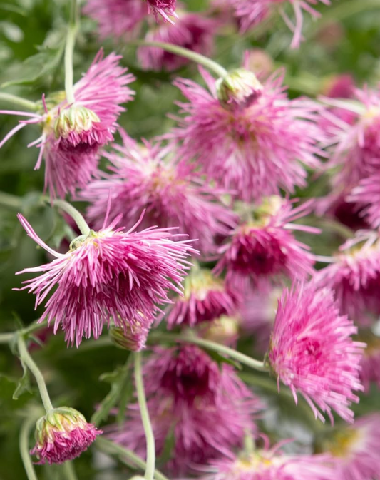 Chrysanthemum grandiflorum cv. Saga ’Kurenai’ 100 Seeds