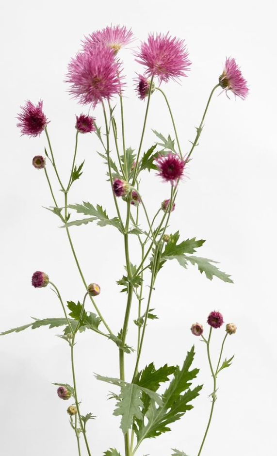 Chrysanthemum grandiflorum cv. Saga ’Kurenai’ 100 Seeds