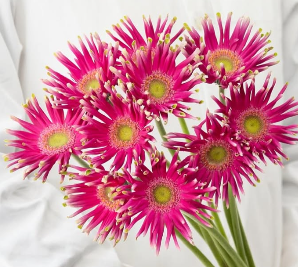 Gerbera ’Pastini Milazzo’ 50 Seeds