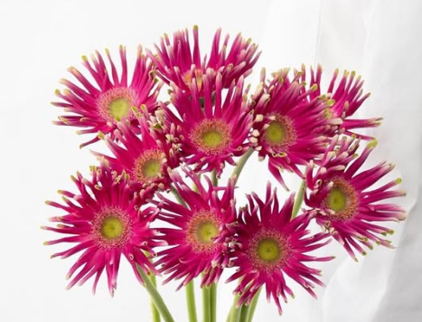 Gerbera ’Pastini Milazzo’ 50 Seeds